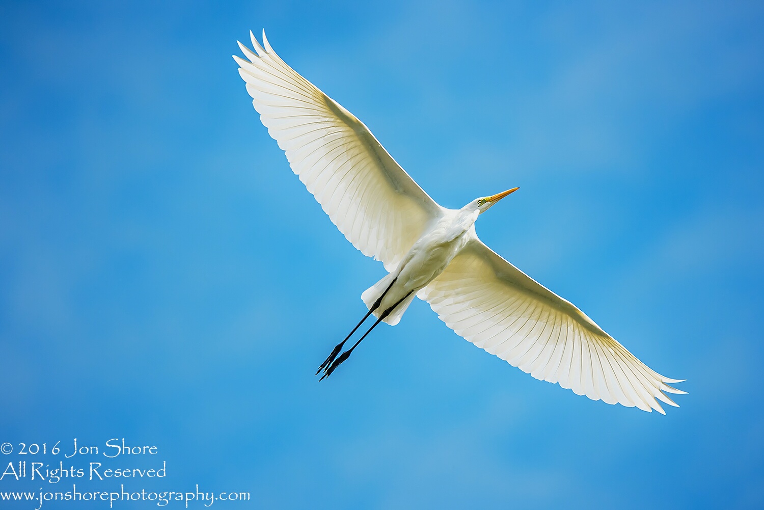 Egret in summer at Lake Burtnieks, Latvia — photograph by Jon Shore