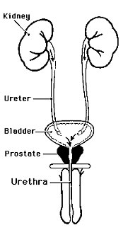enlarged-prostate-urethra