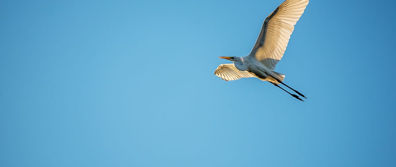 egret at sunrise burtnieki latvia