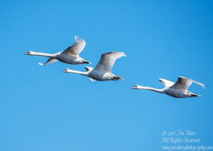 swans flying latvia